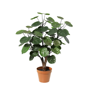 Polyscias Fabian plante artificielle