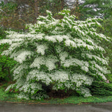 Cornouiller à fleurs de Floride - H 35 cm, pot Ø12 cm