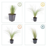 Stipa tenuissima Ponytails en godet - Cheveux d'ange - H 10-25 cm, pot Ø9 cm - photo 4