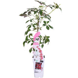 Vigne vierge de Chine - Parthenocissus henryana - H 65 cm, pot Ø15 cm