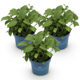 Endless Summer Hydrangea - Garden Plant - Blue, Pink & White Hortensia - Winter-Hardy - 3 Plants - 14cm Pots - 20-25cm Height
