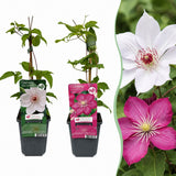 Clématites en duo rose et blanc - 2 plants