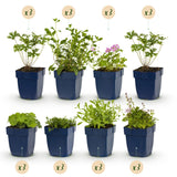 Green boutiQ - Borderpakket - Bodembedekkend - 24 Vaste planten - 3 m2 - Diversen kleuren - Weinig Onderhoud - Pot 11cm
