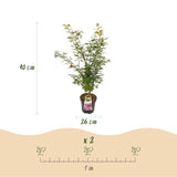 Érable du Japon Jerre Schwartz - H 90 cm, pot Ø26 cm