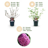 Butterfly Bush Pink Delight - Hardy Garden Shrub - Pink Flowering Plant - 3 Plants - 17cm Pot - 45cm Height