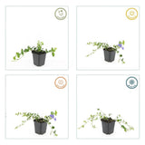 Petite pervenche Ralph Shugert en godet - Vinca minor - H 10-25 cm, pot Ø9 cm - photo 3