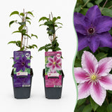 Clématites en duo violet et rose - 2 plants