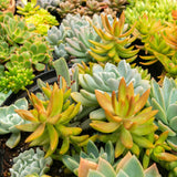 Mélange de plantes de rocaille couvre-sol - 8 plants - H 17 cm, pot Ø14 cm
