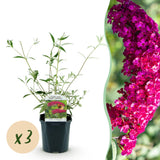Arbre aux papillons Royal Red - Buddleja davidii - 3 plants - H 45 cm, pot Ø17 cm