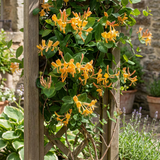 Chèvrefeuille de Tellmann - Lonicera × tellmanniana - H 35 cm, pot Ø9 cm - photo 4