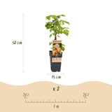 Framboisier jaune Fallgold remontant - Rubus idaeus - 2 plants - H 50 cm, pot Ø15 cm