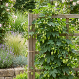 Houblon Nordbrau - Humulus lupulus - lot de 4 plants - pot Ø9 cm