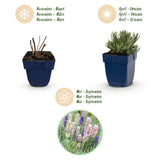 Lavandes en mélange tricolore - Lavandula - H 15-25 cm, pot Ø11 cm - photo 4