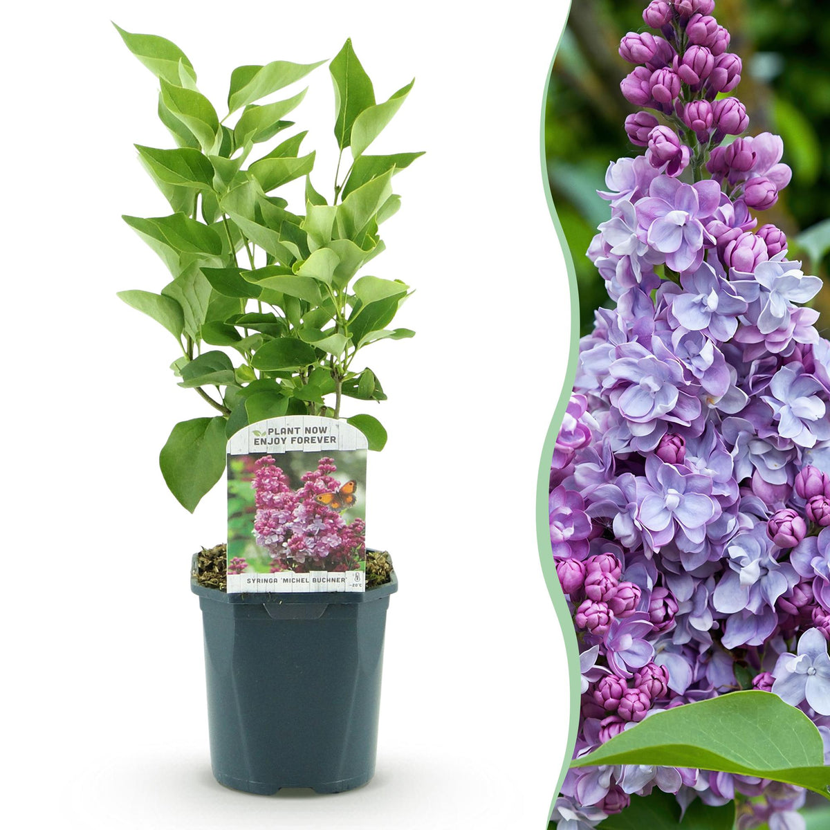 Green boutiQ - Garden Plant - Syringa vulgaris Michel Buchner - Common Lilac - Hardy - Pink - 1 Plant - Pot 17cm - Height 45cm