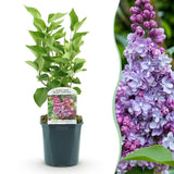 Green boutiQ - Garden Plant - Syringa vulgaris Michel Buchner - Common Lilac - Hardy - Pink - 1 Plant - Pot 17cm - Height 45cm