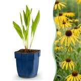 Échinacée jaune - Echinacea paradoxa - H 15-25 cm, pot Ø11 cm