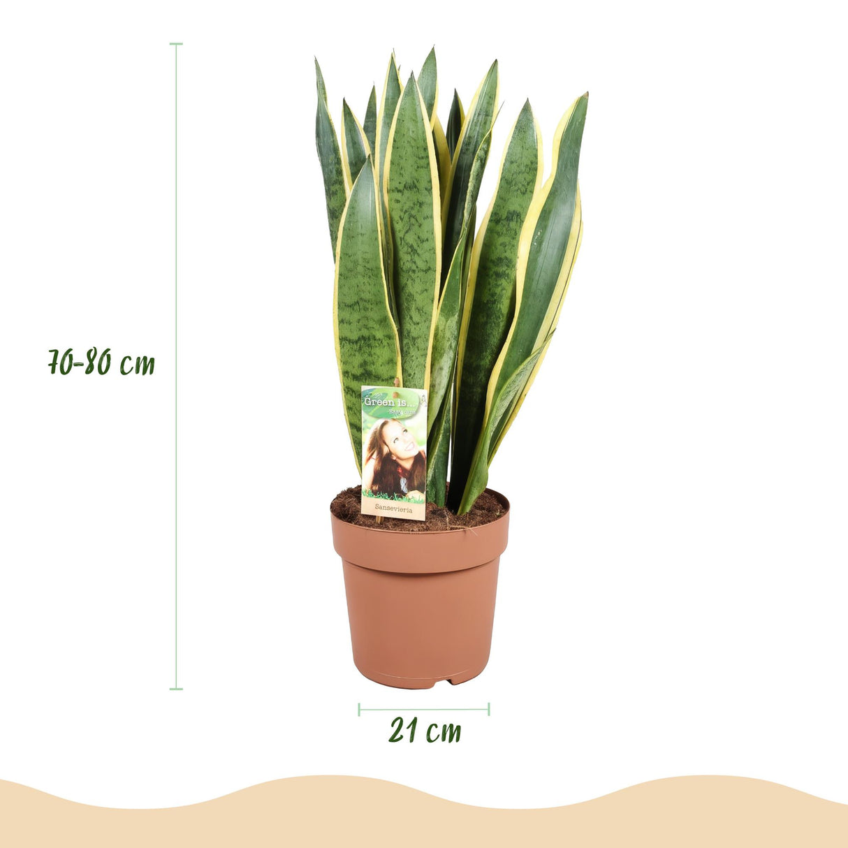 Sansevieria Laurentii – Langue de belle-mère | Grande taille, Pot 21 cm