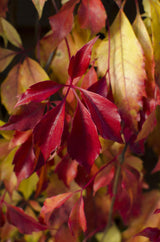Vigne vierge de Chine - Parthenocissus henryana - H 65 cm, pot Ø15 cm