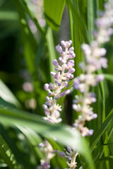 Liriope Monroe White en godet - Liriope muscari - H 10-25 cm, pot Ø9 cm - photo 6