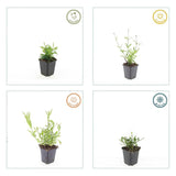 Verveine de Buenos Aires Lollipop en godet - Verbena bonariensis - H 10-25 cm, pot Ø9 cm - photo 3