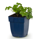 Géranium vivace Cambridge - H 15-25 cm, pot Ø11 cm