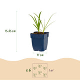 Agapanthe blanche Albus - H 15-25 cm, pot Ø11 cm - photo 3