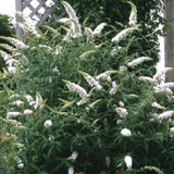 La Green Touch - Garden Plant - Buddleja davidii White Profusion - Butterfly Bush - Hardy - White - 3 Plants - 17cm Pot - 45cm Height