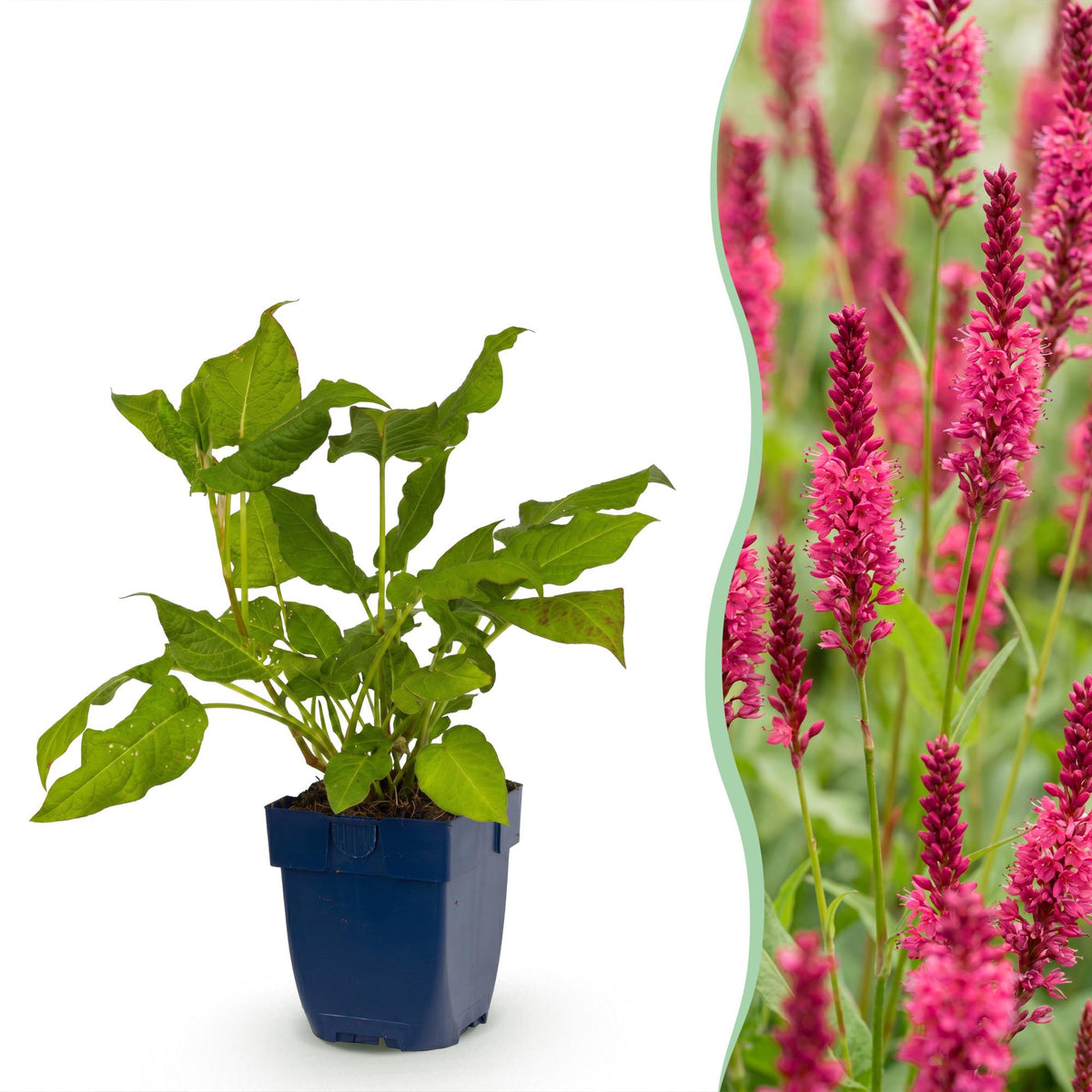 Persicaire amplexicaule rouge - H 15-25 cm, pot Ø11 cm - photo 14