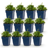 Campanule des murs Lisduggan Variety - 12 plants - H 15-25 cm, pot Ø11 cm