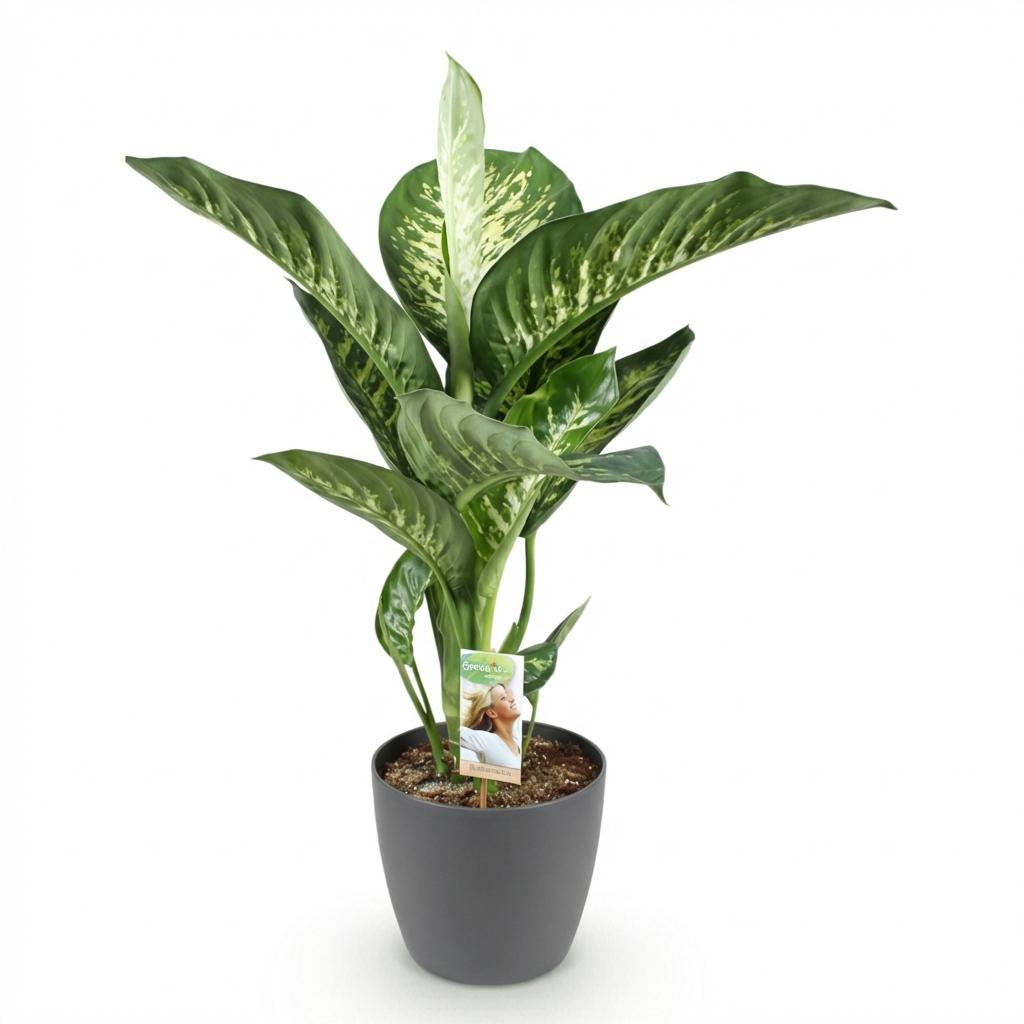Dieffenbachia Tropic Snow | Pot 17 cm