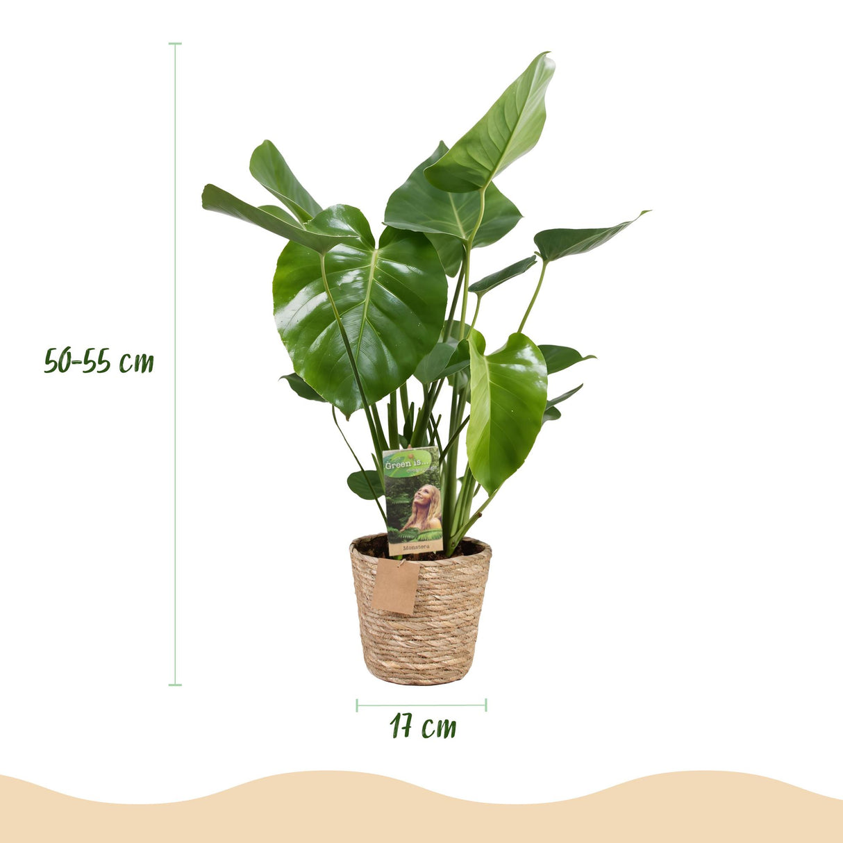 Monstera Deliciosa avec panier – Plante trouée | Pot 17 cm, Hauteur 50-55 cm