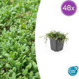 Cotule en godet - Leptinella squalida - H 10-25 cm, pot Ø9 cm