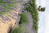 Lavande vraie en godet - Lavandula angustifolia - H 15 cm, pot Ø7 cm - photo 5
