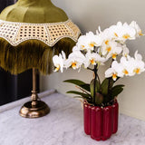 Orchidées Phalaenopsis blanches Blossom Lausanne - lot de 2 ou 4 - pot Ø9 cm