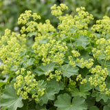Alchémille - Alchemilla mollis - H 15-25 cm, pot Ø11 cm - photo 5
