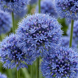 Ail d'ornement bleu - 320 bulbes