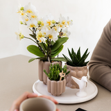 Coffret Slow Living - orchidée Lausanne blanche et 2 plantes vertes sur plateau - H 35 cm