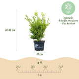 Buis BetterBuxus Babylon Beauty pour haie - 4 plants pour 1 m - H 50-55 cm, pot Ø19 cm