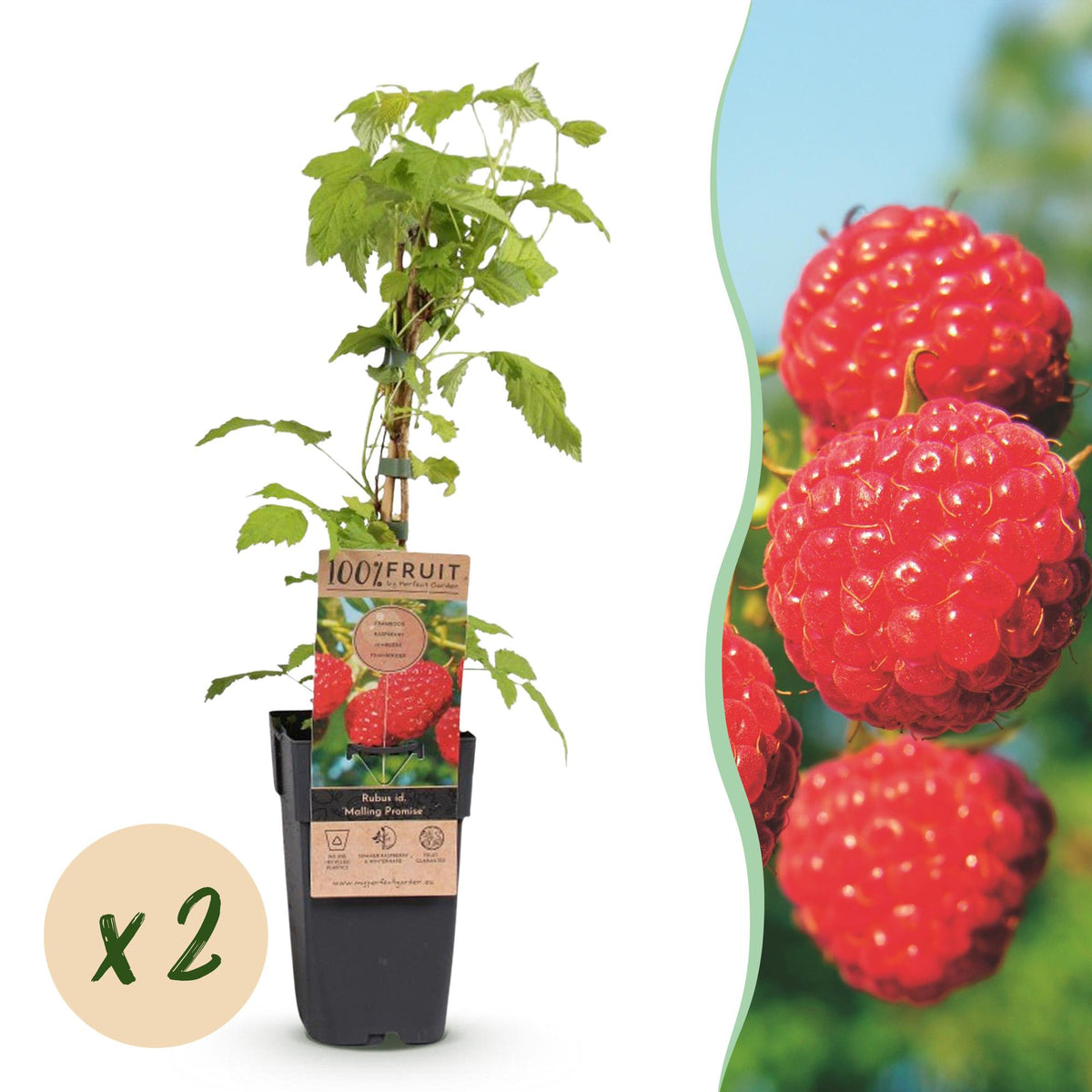 Framboisier Malling Promise - H 50 cm, pot Ø15 cm