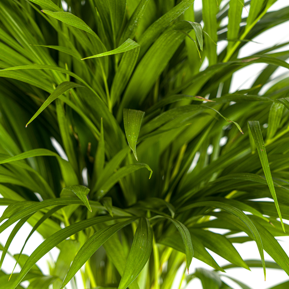 Palmier Aréca (Dypsis Lutescens)