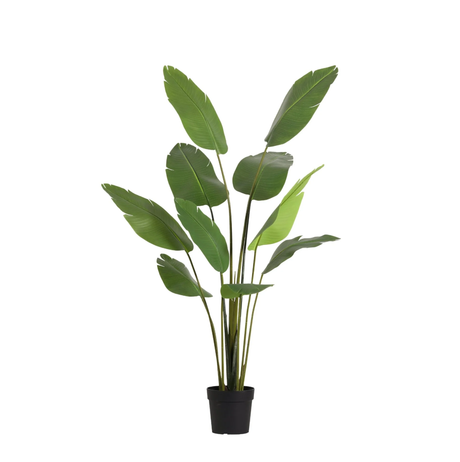 Strelitizia Nicolai plante artificielle