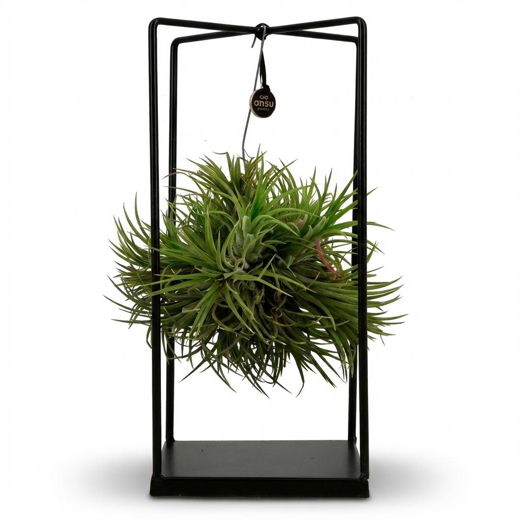 Tillandsia – Plante aérienne en décor | Ø 14 cm, Hauteur 37 cm