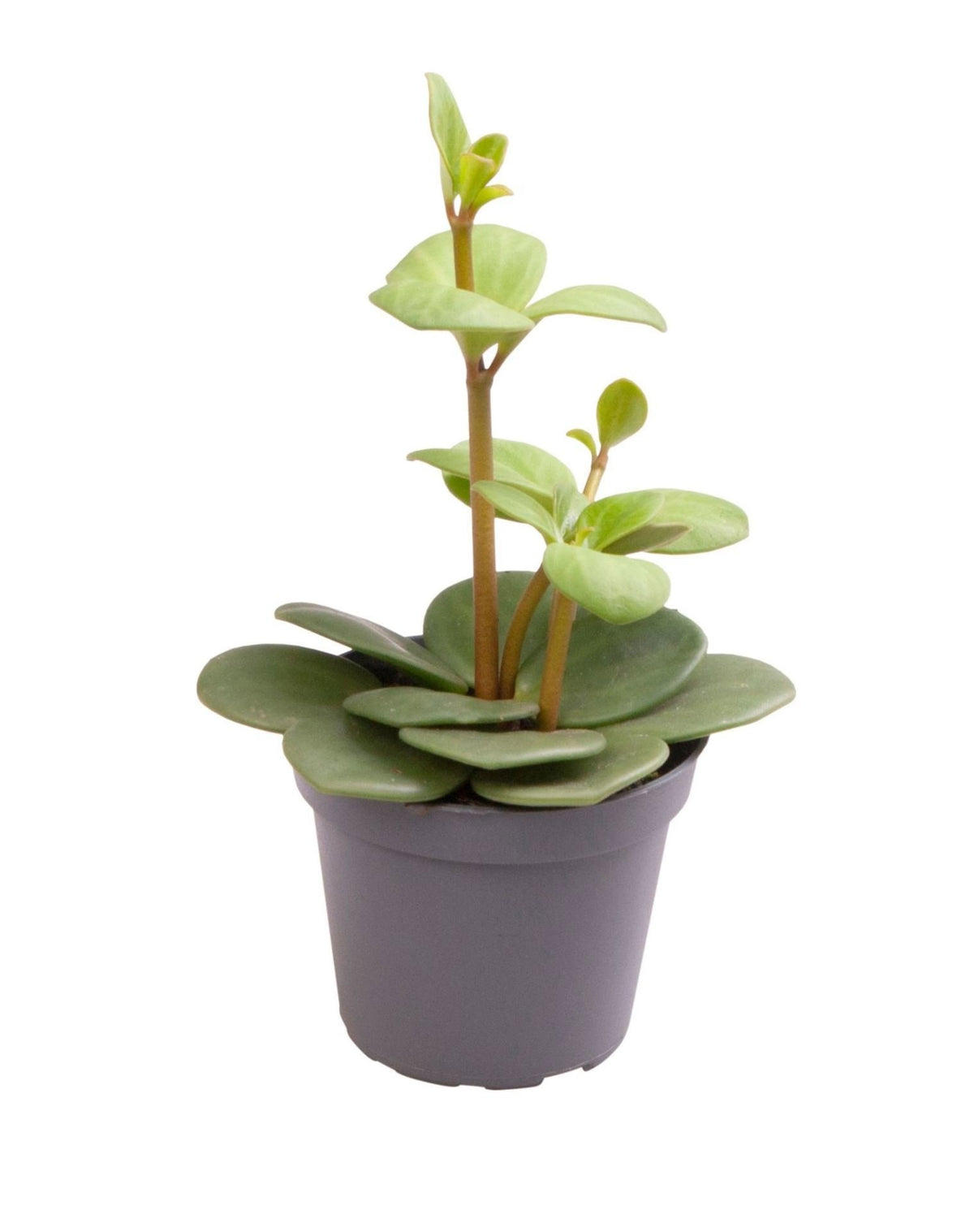 Mini Peperomia Hope - Peperomia hybride - H 12 cm, pot Ø6 cm