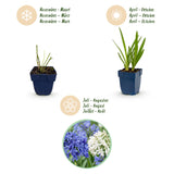 Duo d'agapanthes bleu et blanc - H 15-25 cm, pot Ø11 cm