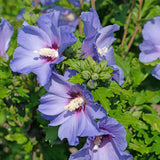 Green Boutiqu - Garden Plant - Hibiscus syriacus Oiseau Blue - Garden Hibiscus - Winter Hardy - Blue - 3 Plants - 17cm Pot - 45cm Height