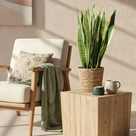 Sansevieria Laurentii – Langue de belle-mère | 1 plante, Pot 21 cm