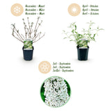 La Green Touch - Garden Plant - Buddleja davidii White Profusion - Butterfly Bush - Hardy - White - 3 Plants - 17cm Pot - 45cm Height