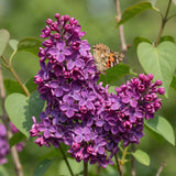 La Green Touch - Garden Plant - Syringa vulgaris Ludwig Spath - Common Lilac - Hardy - Purple - 1 Plant - 17cm Pot - Height 45cm