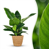 Philodendron Imperial Green | Pot 19 cm