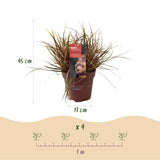 Green boutiQ - Siergrassen - Uncinia rubra Everflame  - Rood - 2 Planten - Bladhoudend - Weinig Onderhoud - Pot 17cm Hoogte 50cm